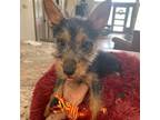 Australian Terrier Puppy for sale in Weatherford, TX, USA