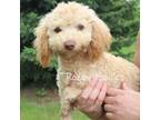 Poodle (Toy) Puppy for sale in Allendale, MI, USA