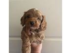 Cavapoo Puppy for sale in Madisonville, TX, USA