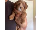 Cavapoo Puppy for sale in Madisonville, TX, USA