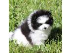 Pomeranian Puppy for sale in Asotin, WA, USA