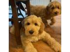 Miniature Labradoodle Puppy for sale in Madison, WI, USA
