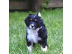 Cavapoo Puppy for sale in Charlton, MA, USA