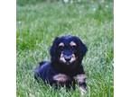 Aussiedoodle Puppy for sale in Charlton, MA, USA