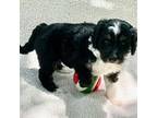 Aussiedoodle Puppy for sale in Charlton, MA, USA