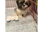 Shih Tzu Puppy for sale in Austell, GA, USA