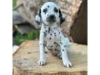 Dalmatian Puppy for sale in Griggsville, IL, USA