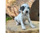 Dalmatian Puppy for sale in Griggsville, IL, USA