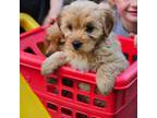 Mutt Puppy for sale in Leesburg, OH, USA