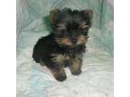 Yorkshire Terrier Puppy for sale in Ballinger, TX, USA