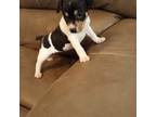 Rat Terrier Puppy for sale in Porterville, CA, USA