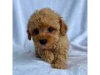 Poodle (Toy) Puppy for sale in Hillsboro, MO, USA