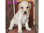Goldendoodle Puppy for sale in Kewaunee, WI, USA