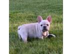 French Bulldog Puppy for sale in Fredericksburg, OH, USA