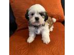 Cavapoo Puppy for sale in Downey, CA, USA
