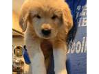 Great Pyrenees Puppy for sale in Mount Vernon, WA, USA