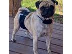 Pug Puppy for sale in Leesburg, FL, USA