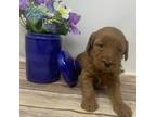 Mutt Puppy for sale in La Center, KY, USA