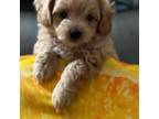 Maltipoo Puppy for sale in Jasper, GA, USA