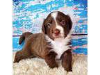 Miniature Australian Shepherd Puppy for sale in Live Oak, FL, USA