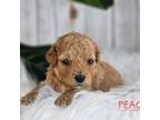 Cavapoo Puppy for sale in Berlin, OH, USA