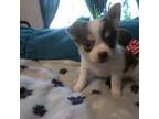 Chihuahua Puppy for sale in Quaker City, OH, USA