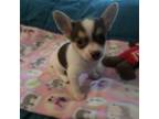 Chihuahua Puppy for sale in Quaker City, OH, USA