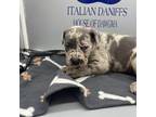 Great Dane Puppy for sale in Pittsburgh, PA, USA