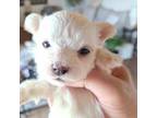 Maltese Puppy for sale in Denver, CO, USA