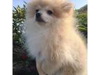 Pomeranian Puppy for sale in Riverside, CA, USA