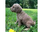 Goldendoodle Puppy for sale in Cornersville, TN, USA