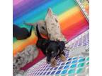 Dachshund Puppy for sale in Lawrenceburg, IN, USA