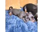 Dachshund Puppy for sale in Lawrenceburg, IN, USA