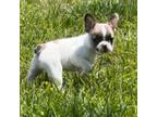 French Bulldog Puppy for sale in New Bloomfield, MO, USA