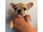 French Bulldog Puppy for sale in New Bloomfield, MO, USA