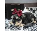 Schnauzer (Miniature) Puppy for sale in New Haven, IN, USA