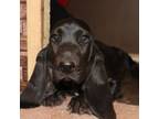 Basset Hound Puppy for sale in Mesa, AZ, USA