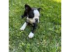 Boston Terrier Puppy for sale in Ripon, CA, USA