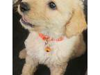 Mutt Puppy for sale in Granite Falls, NC, USA