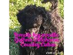 Poodle (Toy) Puppy for sale in Guthrie, OK, USA
