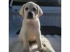 Labrador Retriever Puppy for sale in Modesto, CA, USA