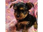 Yorkshire Terrier Puppy for sale in Lakewood, WA, USA