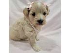 Maltipoo Puppy for sale in Clarksville, TN, USA