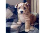 Mutt Puppy for sale in Lebanon, MO, USA
