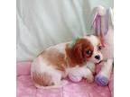 Cavalier King Charles Spaniel Puppy for sale in Alma, NE, USA
