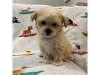 Maltipoo Puppy for sale in Miami, FL, USA