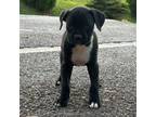 Boxer Puppy for sale in Hiawassee, GA, USA