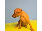 Miniature Pinscher Puppy for sale in Satsuma, FL, USA