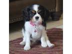 Cavalier King Charles Spaniel Puppy for sale in Snowflake, AZ, USA