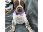 German Shorthaired Pointer Puppy for sale in Le Roy, NY, USA